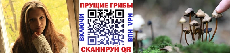 Псилоцибиновые грибы мицелий  Сосновка 